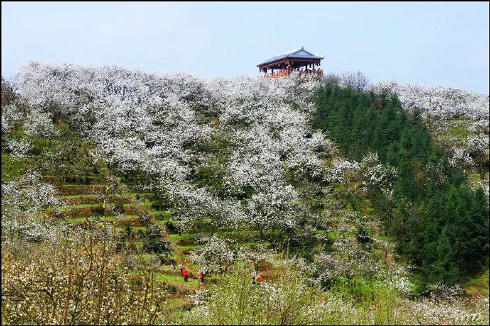 【春天，广西桂林灌阳县向您发出邀请！】我们在灌阳看梨花 - 游山玩水 - 恩施生活社区 - 恩施28生活网 es.28life.net