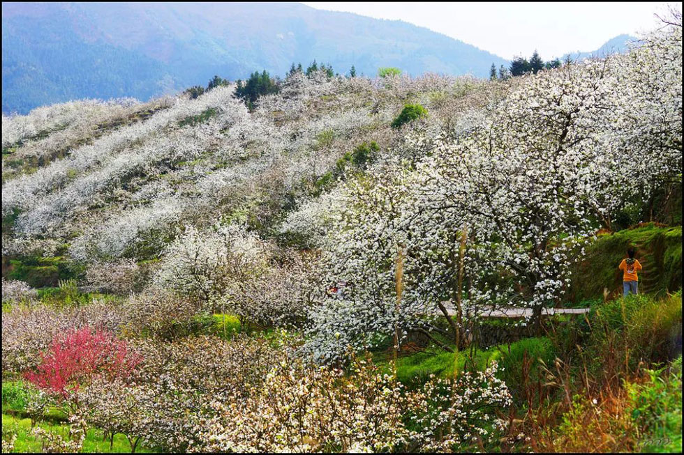 【春天，广西桂林灌阳县向您发出邀请！】我们在灌阳看梨花 - 游山玩水 - 恩施生活社区 - 恩施28生活网 es.28life.net