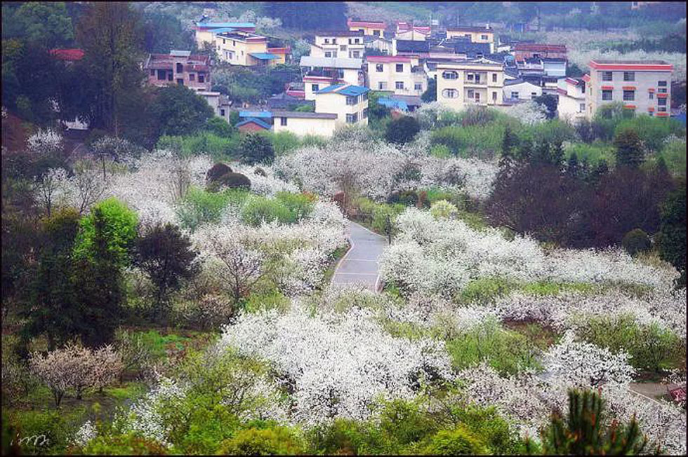 【春天，广西桂林灌阳县向您发出邀请！】我们在灌阳看梨花 - 游山玩水 - 恩施生活社区 - 恩施28生活网 es.28life.net