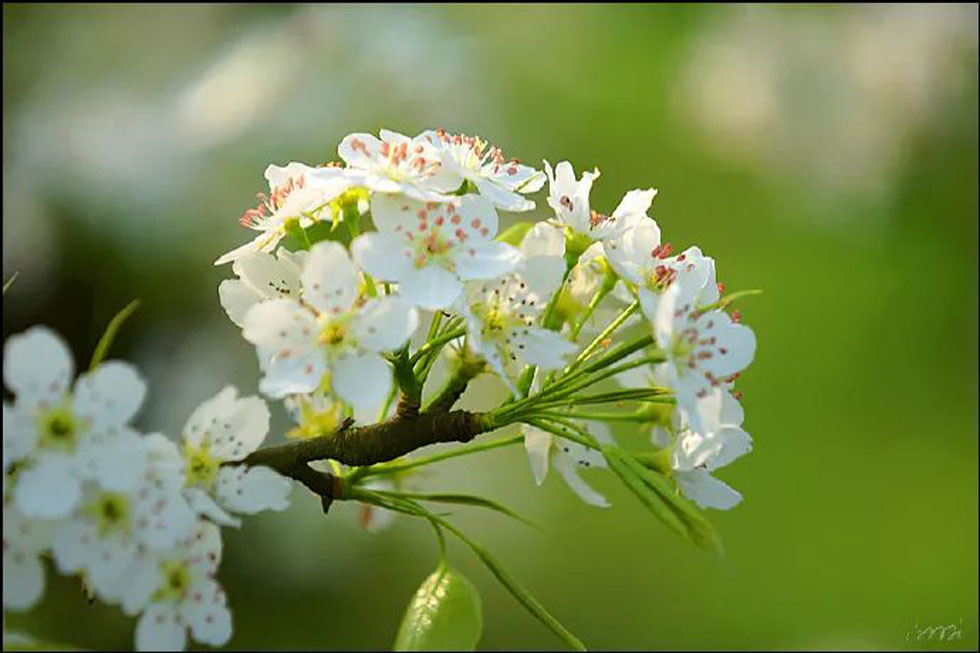 【春天，广西桂林灌阳县向您发出邀请！】我们在灌阳看梨花 - 游山玩水 - 恩施生活社区 - 恩施28生活网 es.28life.net