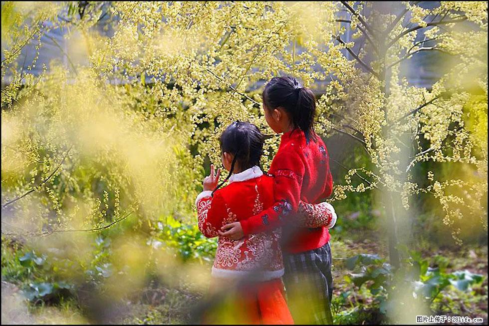 【春天，广西桂林灌阳县向您发出邀请！】米珠山前有片山苍子花在飘香 - 游山玩水 - 恩施生活社区 - 恩施28生活网 es.28life.net