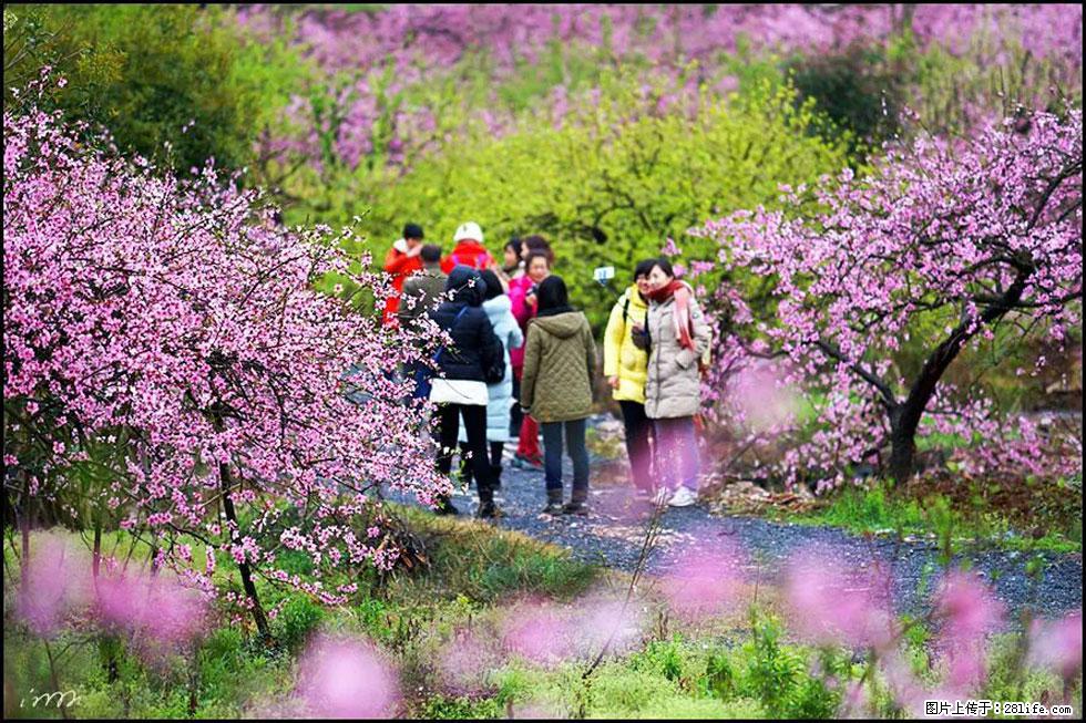 【春天，广西桂林灌阳县向您发出邀请！】官庄村有个醉美的桃花园 - 游山玩水 - 恩施生活社区 - 恩施28生活网 es.28life.net