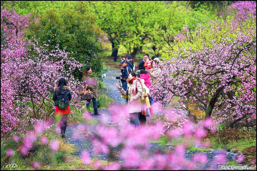 【春天，广西桂林灌阳县向您发出邀请！】官庄村有个醉美的桃花园 - 游山玩水 - 恩施生活社区 - 恩施28生活网 es.28life.net