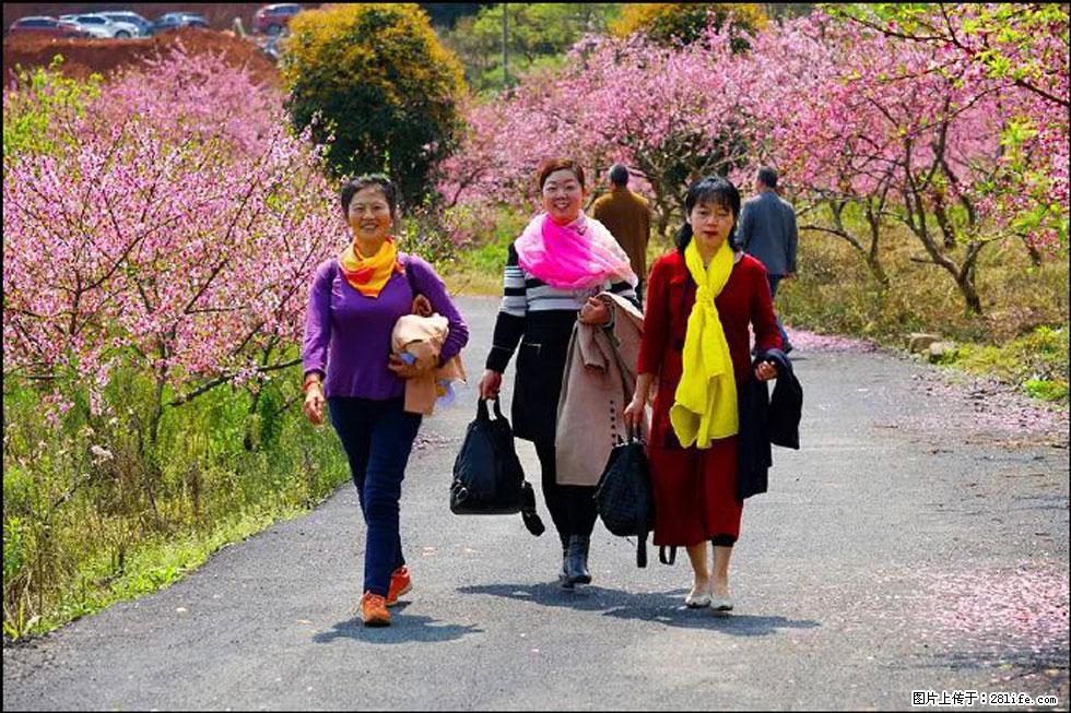 【春天，广西桂林灌阳县向您发出邀请！】官庄村有个醉美的桃花园 - 游山玩水 - 恩施生活社区 - 恩施28生活网 es.28life.net