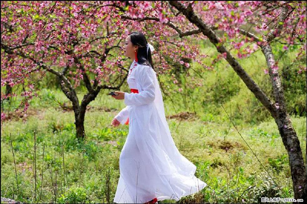 【春天，广西桂林灌阳县向您发出邀请！】官庄村有个醉美的桃花园 - 游山玩水 - 恩施生活社区 - 恩施28生活网 es.28life.net
