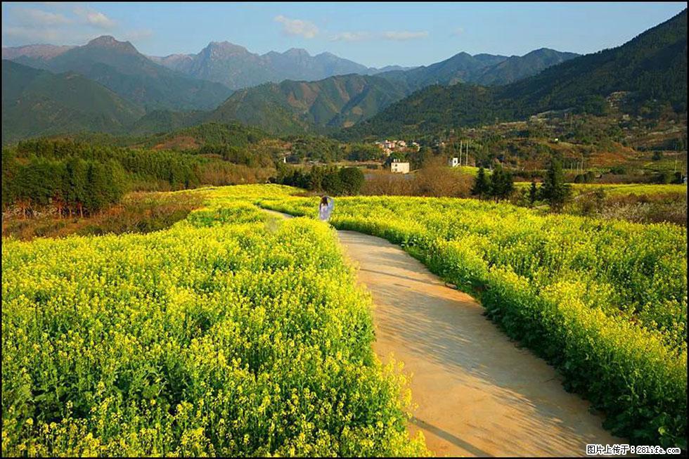 【春天，广西桂林灌阳县向您发出邀请！】长坪村油菜盛情花开 - 游山玩水 - 恩施生活社区 - 恩施28生活网 es.28life.net