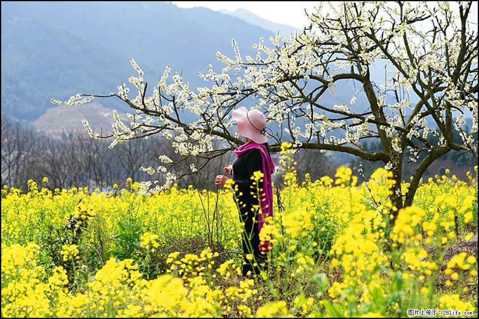 【春天，广西桂林灌阳县向您发出邀请！】长坪村油菜盛情花开 - 游山玩水 - 恩施生活社区 - 恩施28生活网 es.28life.net