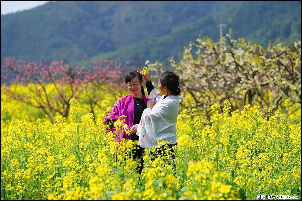 【春天，广西桂林灌阳县向您发出邀请！】长坪村油菜盛情花开 - 游山玩水 - 恩施生活社区 - 恩施28生活网 es.28life.net