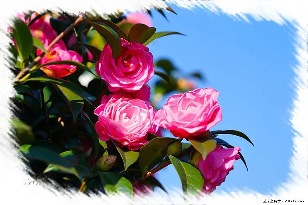 【春天，广西桂林灌阳县向您发出邀请！】杨柳井茶花惹人爱 - 游山玩水 - 恩施生活社区 - 恩施28生活网 es.28life.net
