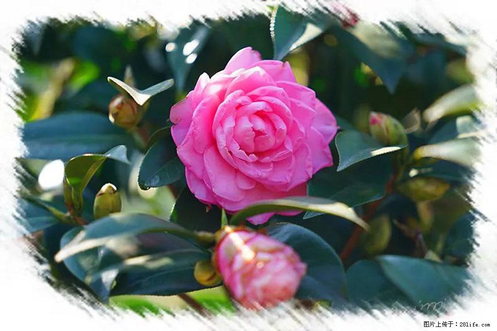 【春天，广西桂林灌阳县向您发出邀请！】杨柳井茶花惹人爱 - 游山玩水 - 恩施生活社区 - 恩施28生活网 es.28life.net