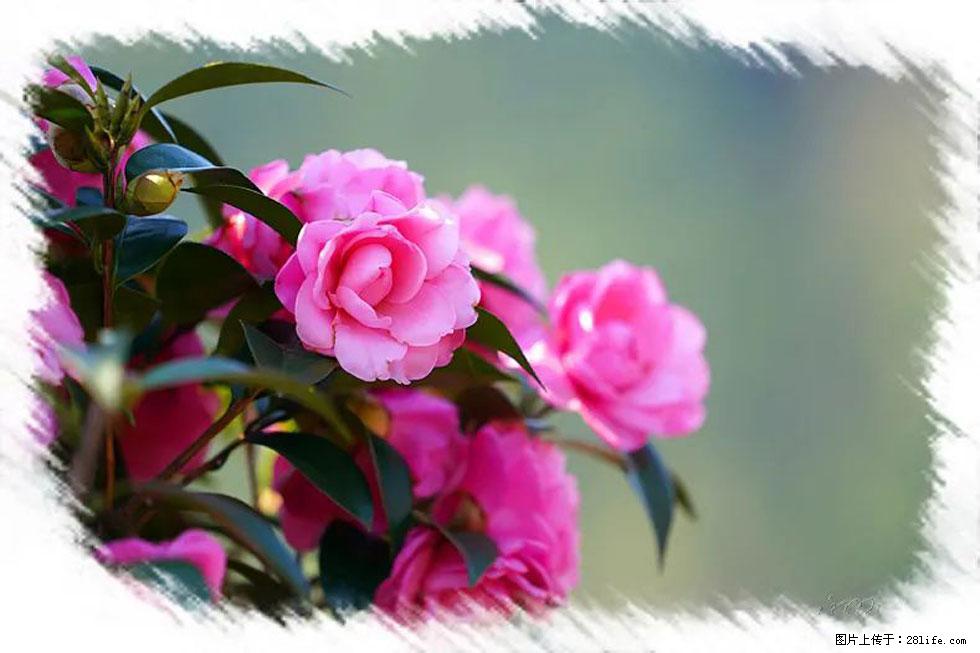 【春天，广西桂林灌阳县向您发出邀请！】杨柳井茶花惹人爱 - 游山玩水 - 恩施生活社区 - 恩施28生活网 es.28life.net