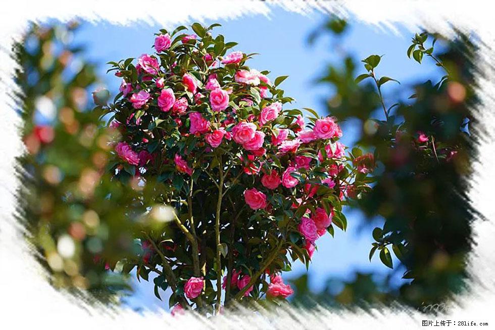 【春天，广西桂林灌阳县向您发出邀请！】杨柳井茶花惹人爱 - 游山玩水 - 恩施生活社区 - 恩施28生活网 es.28life.net