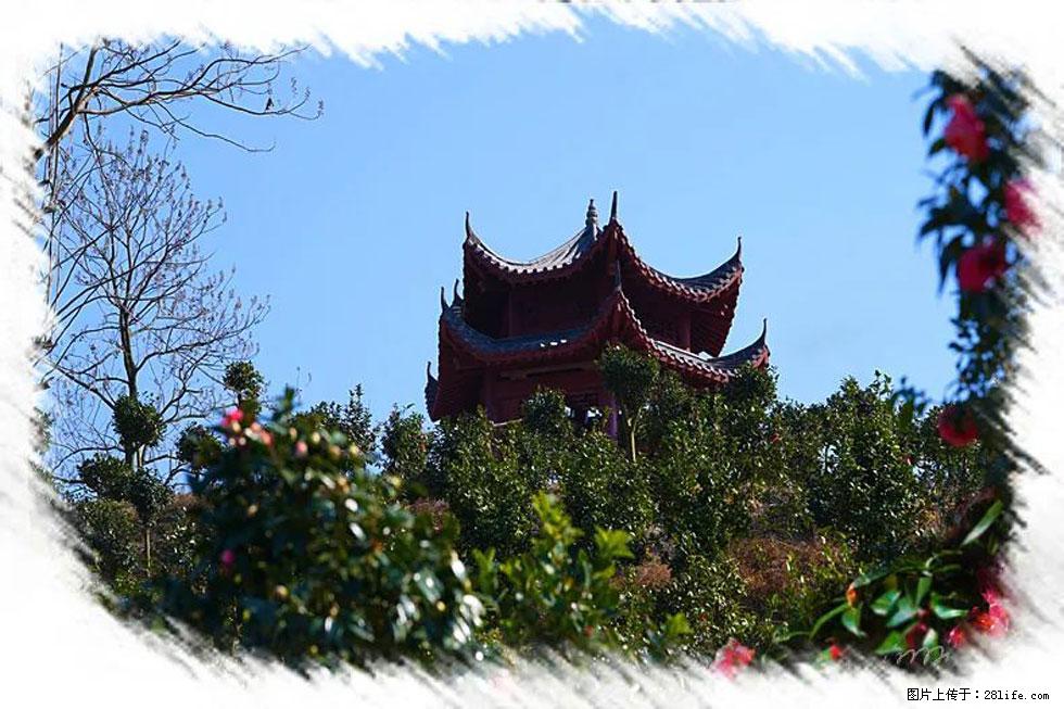【春天，广西桂林灌阳县向您发出邀请！】杨柳井茶花惹人爱 - 游山玩水 - 恩施生活社区 - 恩施28生活网 es.28life.net
