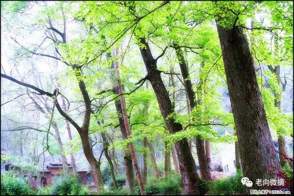 【春天，广西桂林灌阳县向您发出邀请！】在小龙村与春天约会 - 游山玩水 - 恩施生活社区 - 恩施28生活网 es.28life.net