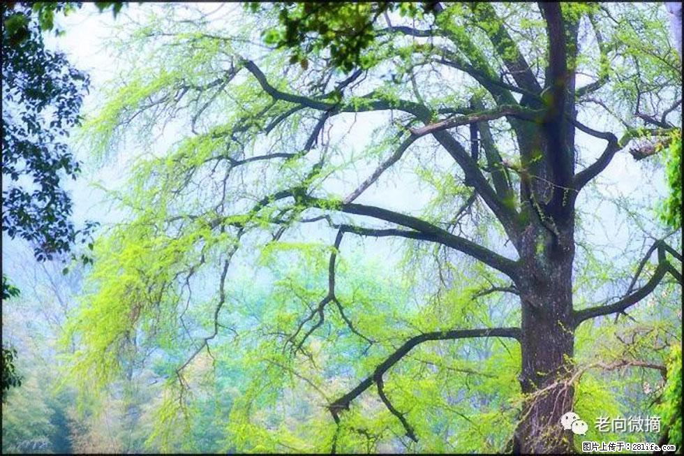 【春天，广西桂林灌阳县向您发出邀请！】在小龙村与春天约会 - 游山玩水 - 恩施生活社区 - 恩施28生活网 es.28life.net