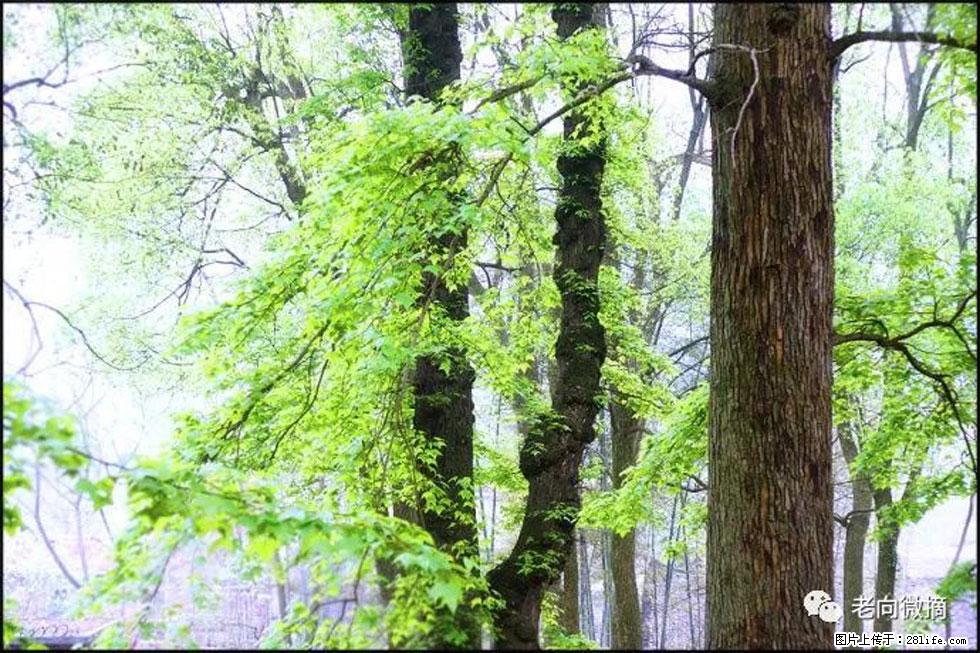 【春天，广西桂林灌阳县向您发出邀请！】在小龙村与春天约会 - 游山玩水 - 恩施生活社区 - 恩施28生活网 es.28life.net