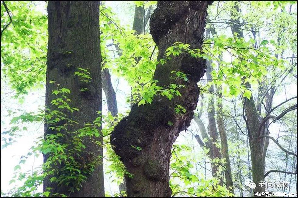 【春天，广西桂林灌阳县向您发出邀请！】在小龙村与春天约会 - 游山玩水 - 恩施生活社区 - 恩施28生活网 es.28life.net