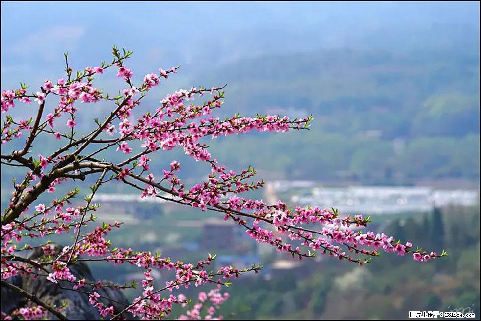 【春天，广西桂林灌阳县向您发出邀请！】望月岭上桃花开 - 游山玩水 - 恩施生活社区 - 恩施28生活网 es.28life.net
