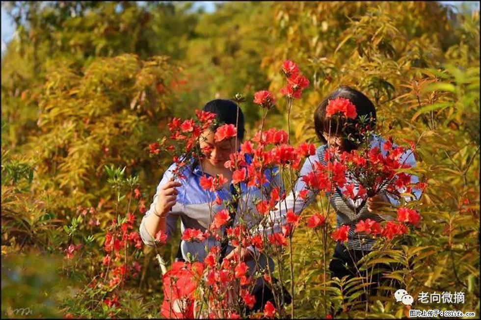 【春天，广西桂林灌阳县向您发出邀请！】登麒麟山，相约映山红 - 游山玩水 - 恩施生活社区 - 恩施28生活网 es.28life.net