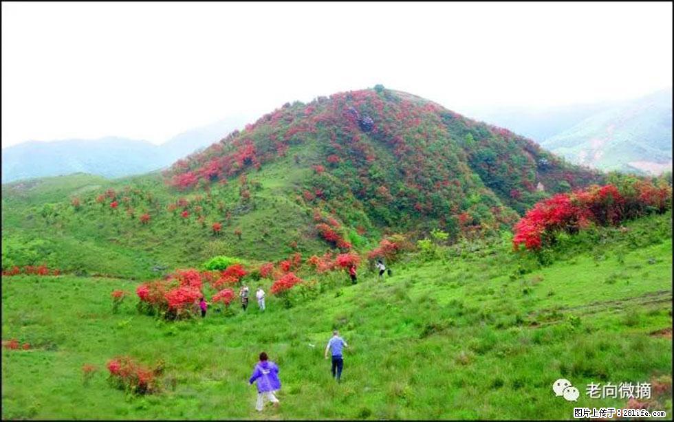 【春天，广西桂林灌阳县向您发出邀请！】宝盖山上映山红 - 游山玩水 - 恩施生活社区 - 恩施28生活网 es.28life.net