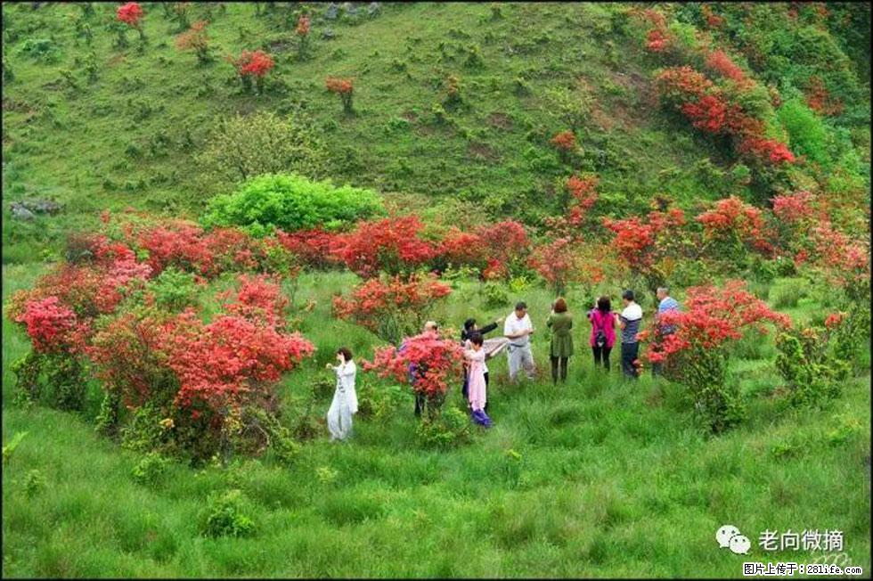 【春天，广西桂林灌阳县向您发出邀请！】宝盖山上映山红 - 游山玩水 - 恩施生活社区 - 恩施28生活网 es.28life.net