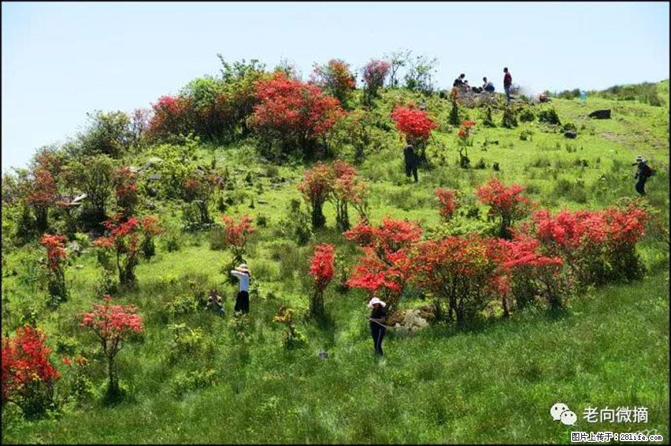 【春天，广西桂林灌阳县向您发出邀请！】宝盖山上映山红 - 游山玩水 - 恩施生活社区 - 恩施28生活网 es.28life.net