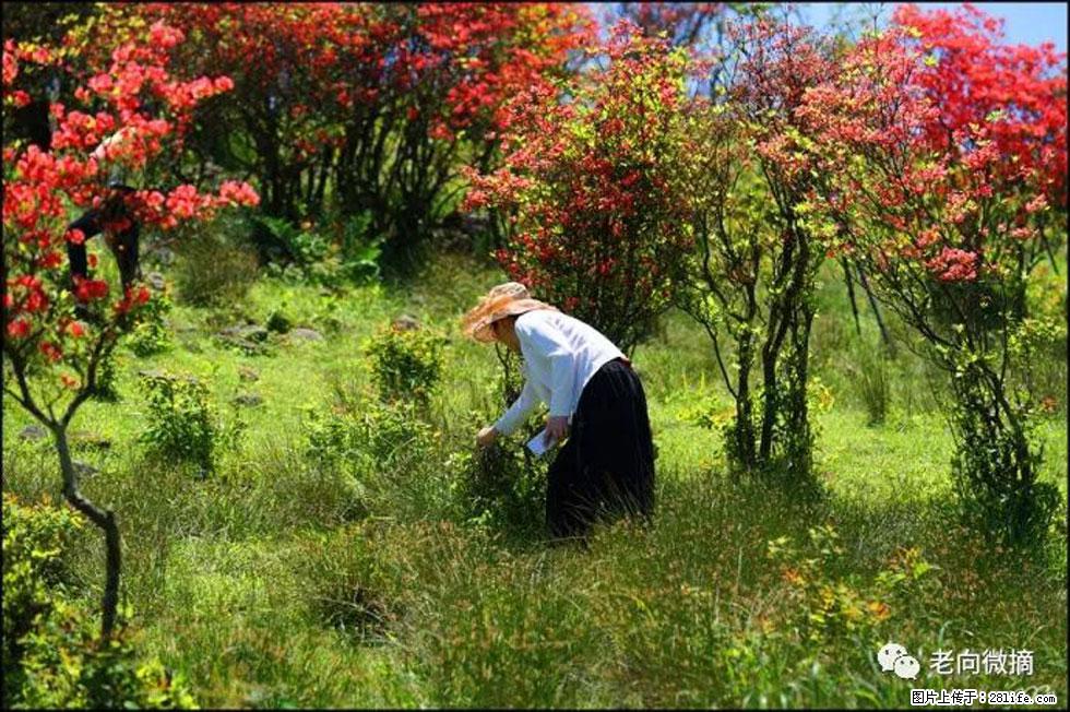 【春天，广西桂林灌阳县向您发出邀请！】宝盖山上映山红 - 游山玩水 - 恩施生活社区 - 恩施28生活网 es.28life.net
