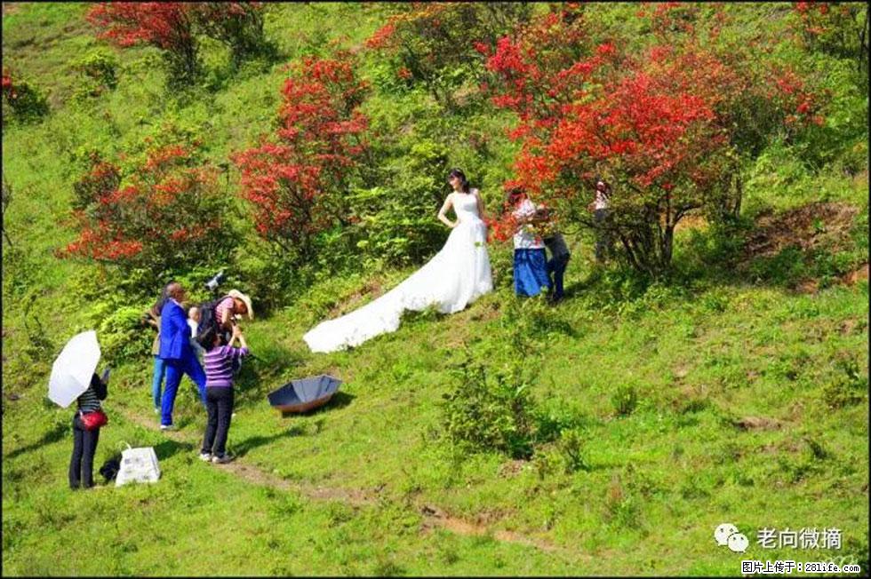 【春天，广西桂林灌阳县向您发出邀请！】宝盖山上映山红 - 游山玩水 - 恩施生活社区 - 恩施28生活网 es.28life.net