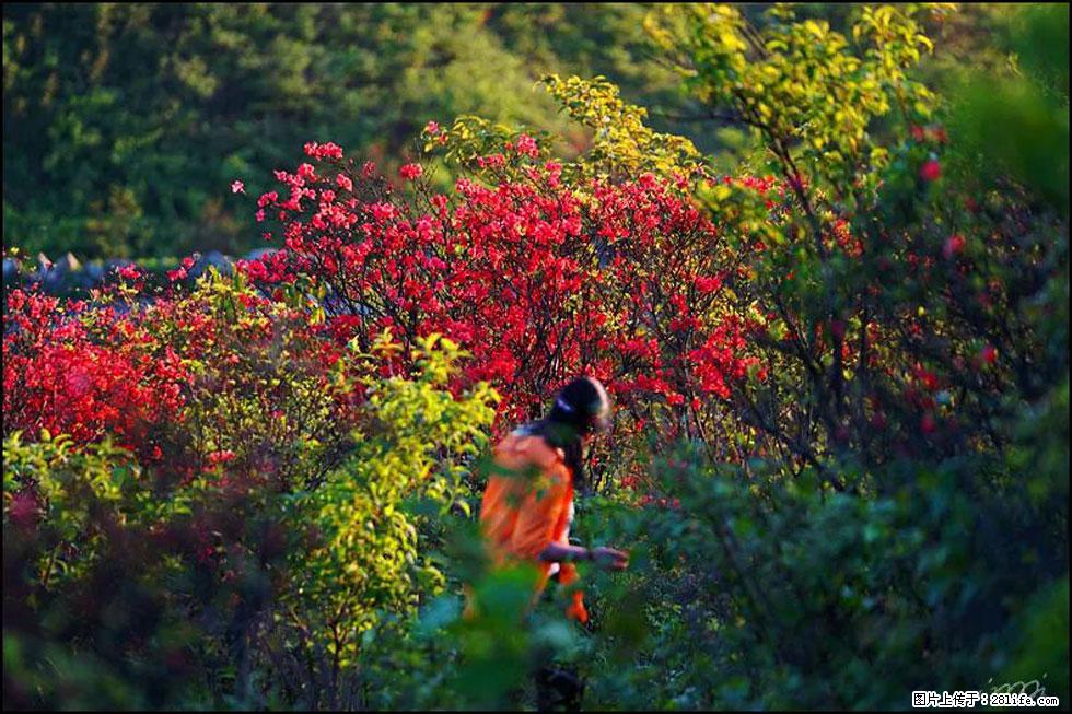 【春天，广西桂林灌阳县向您发出邀请！】春木界上映山红 - 游山玩水 - 恩施生活社区 - 恩施28生活网 es.28life.net