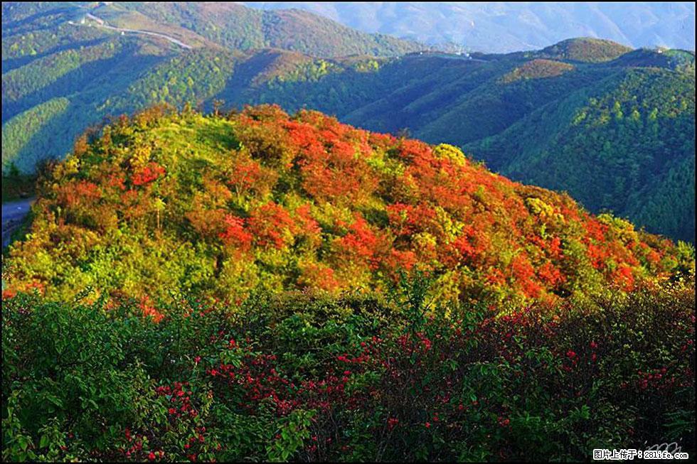 【春天，广西桂林灌阳县向您发出邀请！】春木界上映山红 - 游山玩水 - 恩施生活社区 - 恩施28生活网 es.28life.net