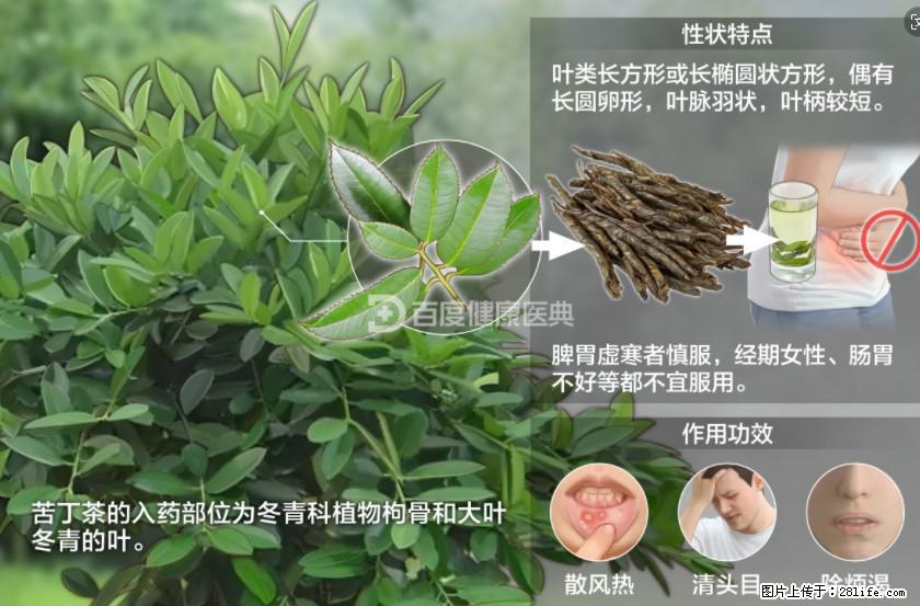 苦丁茶有哪些功效和作用 - 生活百科 - 恩施生活社区 - 恩施28生活网 es.28life.net
