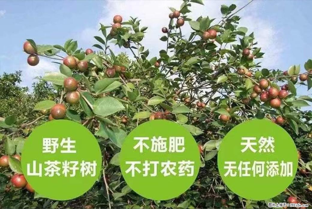 【灌阳县油茶产业示范区】一个有着充实的精神生活的人，对待身外之物自会有一种淡泊的态度 - 美食天地 - 恩施生活社区 - 恩施28生活网 es.28life.net
