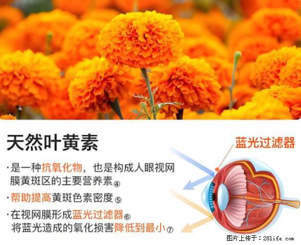 叶黄素有什么功效和作用 - 生活百科 - 恩施生活社区 - 恩施28生活网 es.28life.net