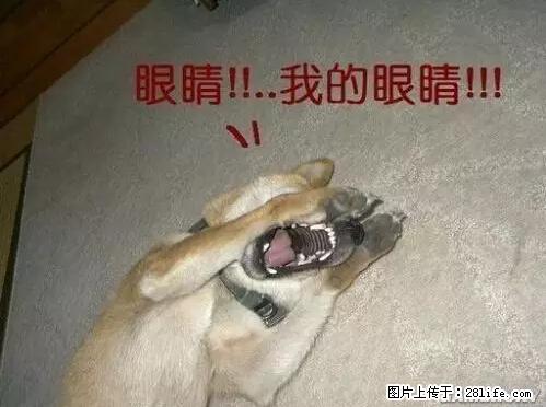 笑癫了！一女的怀孕三年未生，他终于忍不住了... - 娱乐八卦 - 恩施生活社区 - 恩施28生活网 es.28life.net
