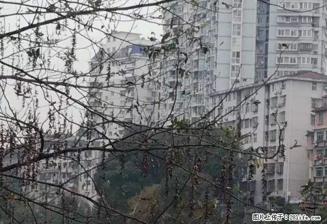 舞阳坝水映华庭93平米精装2室2厅家具家电齐全月租1650元 - 房屋出租 - 房屋租售 - 恩施分类信息 - 恩施28生活网 es.28life.net