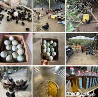 油茶园从小鸡仔开始养起的纯土鸡、土鸡蛋可以预定啦！还有前几天刚榨的纯山茶油哦 - 恩施28生活网 es.28life.net