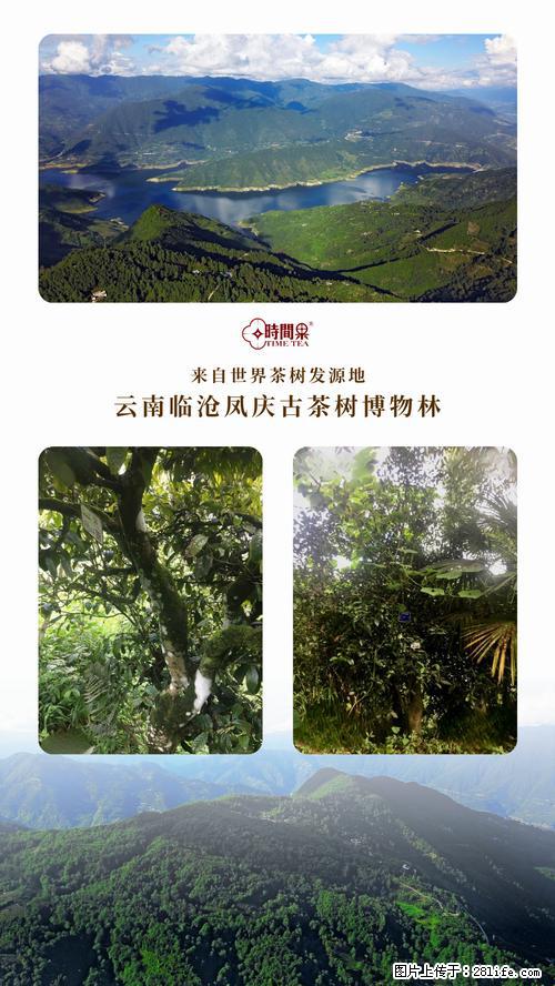时间果百年古树2025年春红茶 - 购物交流 - 恩施生活社区 - 恩施28生活网 es.28life.net