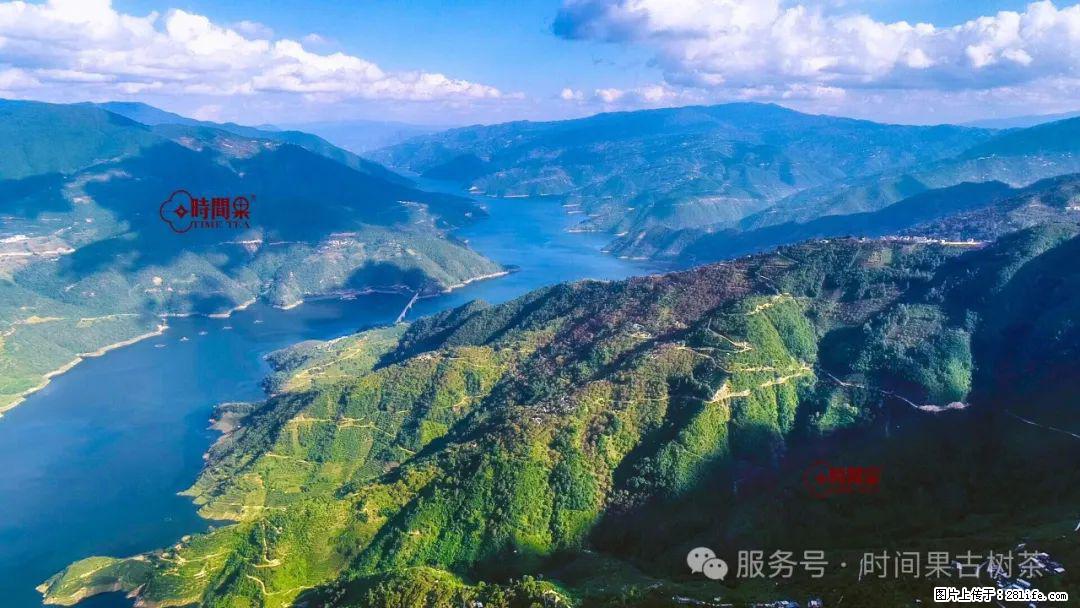 时间果百年古树龙珠普洱生茶 - 购物交流 - 恩施生活社区 - 恩施28生活网 es.28life.net