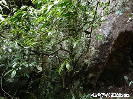 平乐石崖茶,珍贵仅次于金花茶 - 恩施生活资讯 - 恩施28生活网 es.28life.net