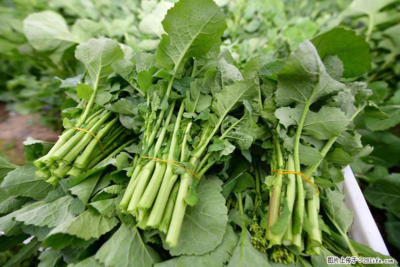 这些蔬菜是“天然钙片”，这6种被医生重点推荐 - 恩施生活资讯 - 恩施28生活网 es.28life.net
